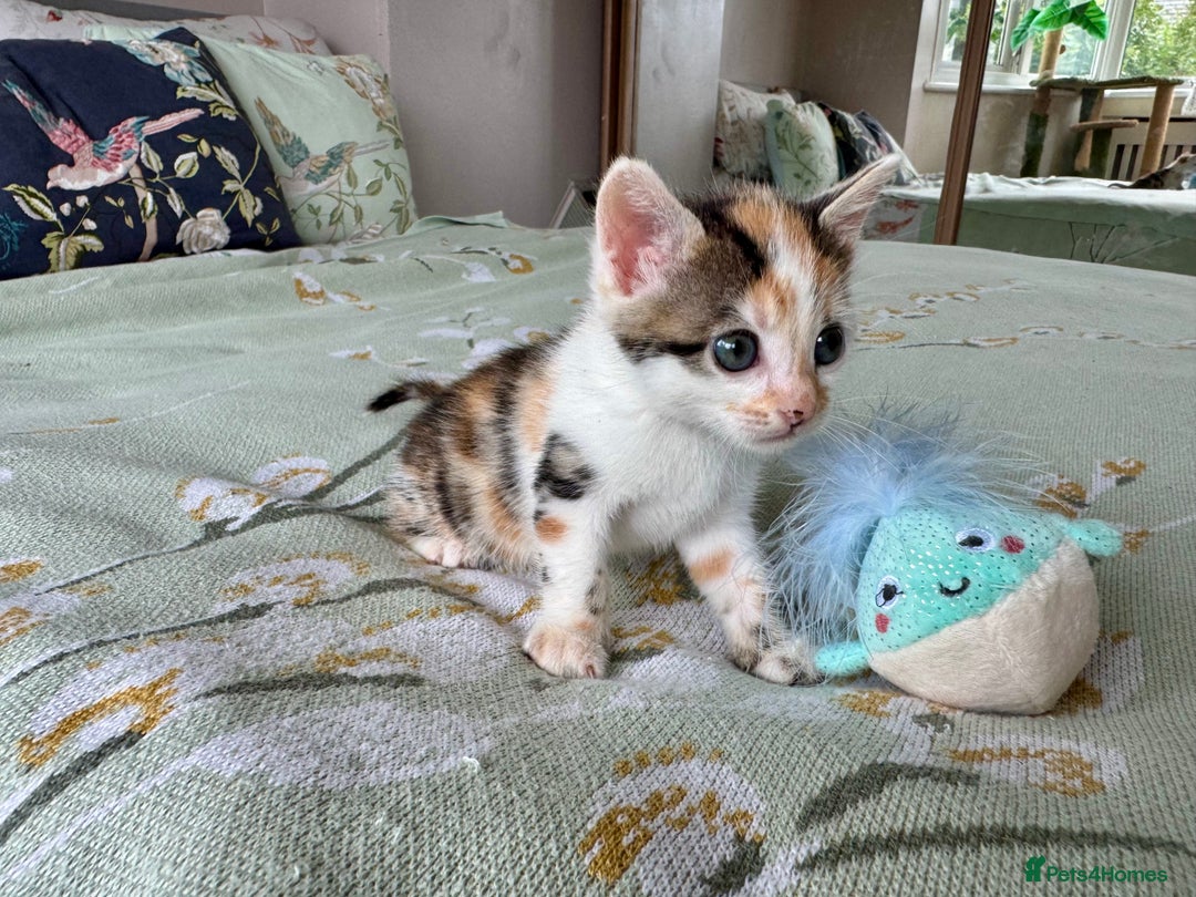 Bengal cats for sale: Bengal kittens 4 pure bangals 5 bengal x kittens - Image 27