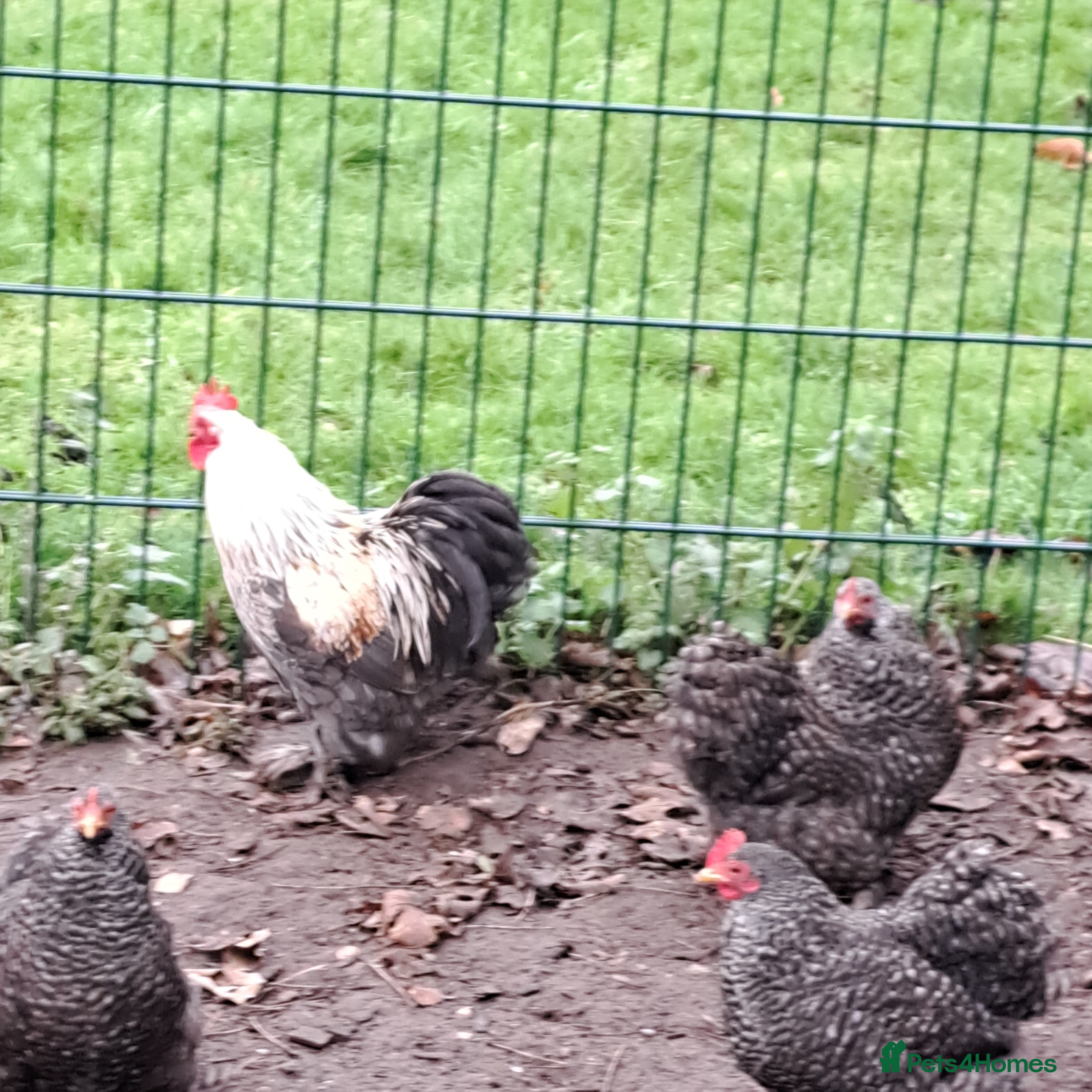 Chickens poultry Cockerel for sale - Advert 16