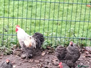 Chickens poultry Cockerel for sale - Advert 16