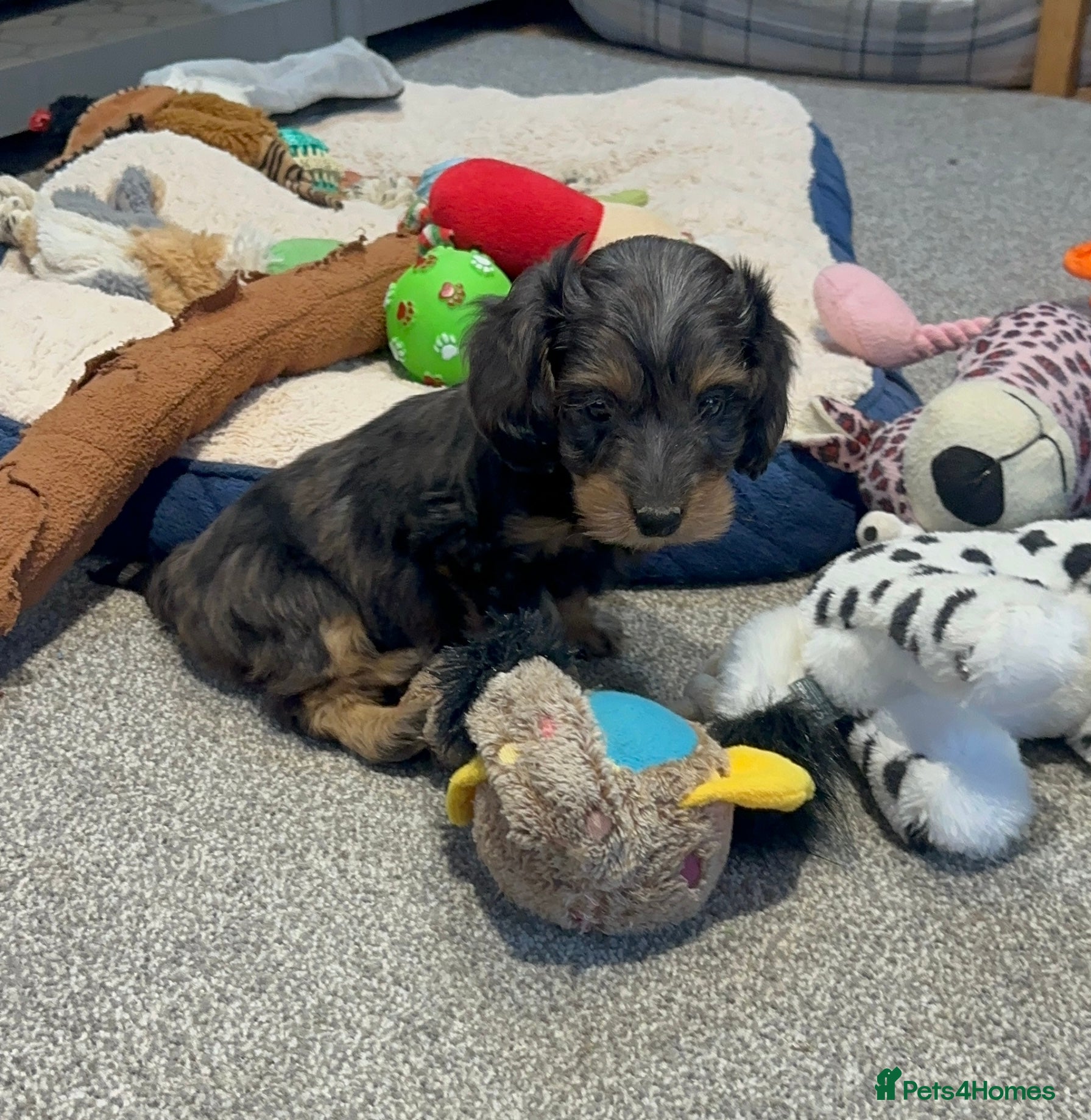 Doxiepoo Puppy 4