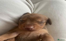 Dachshund dogs for sale: Dachshund tweenies for sale - Image 37