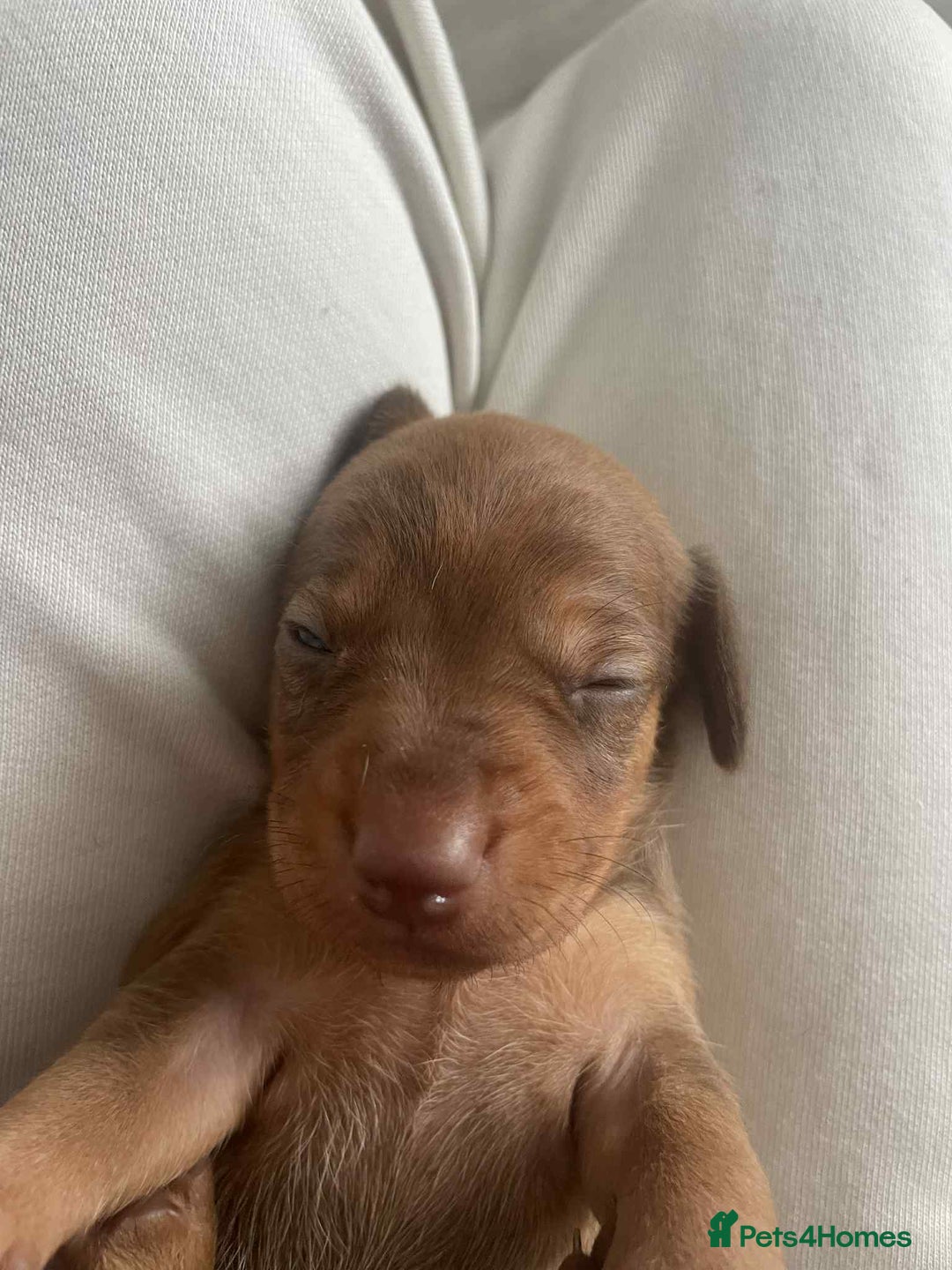 Dachshund dogs for sale: Dachshund tweenies for sale - Image 37