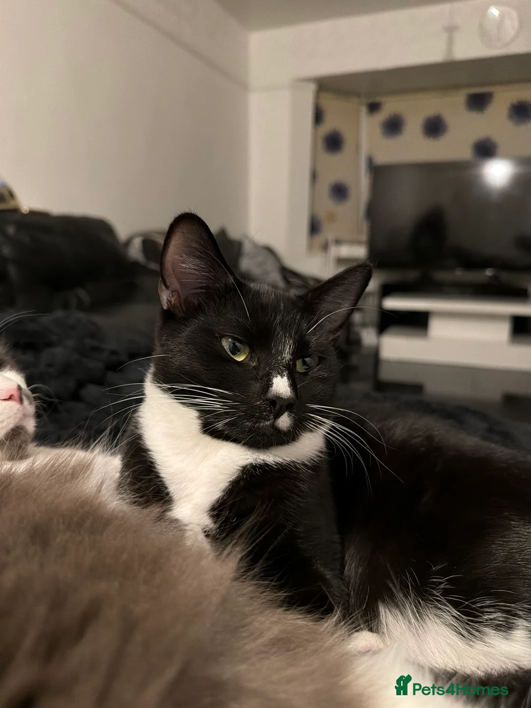 Mixed Breed cats for sale: Black and white male kitten - Advert 2