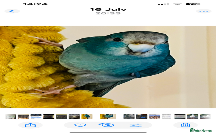 Parrots birds - Advert 1