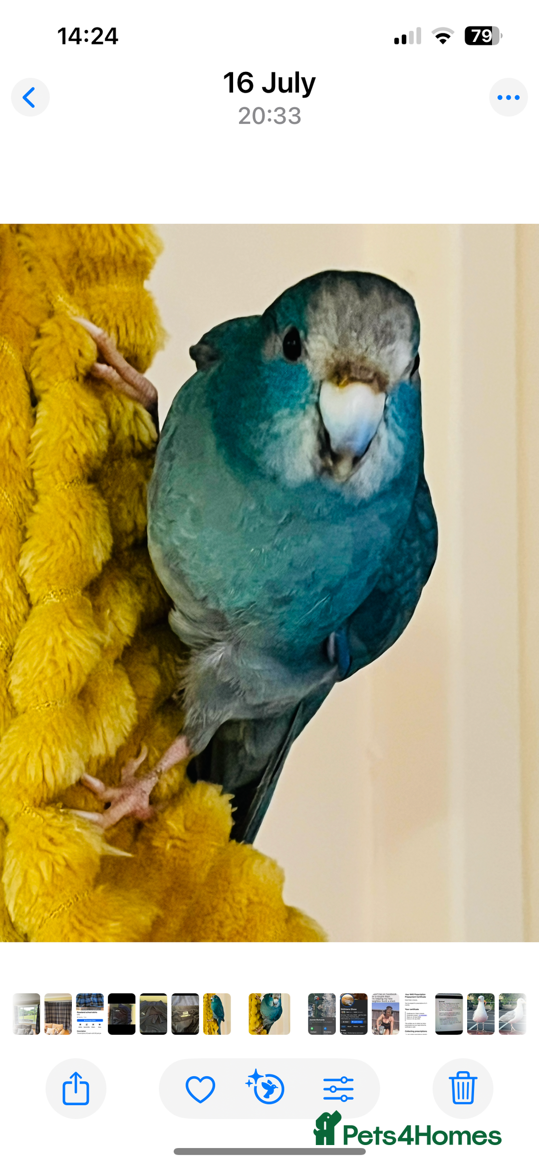 Parrots birds for sale: Parrot  - Image 1