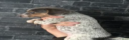 Jack Russell dogs for sale: 4 beutiful Jack Russell puppies  - Advert 10