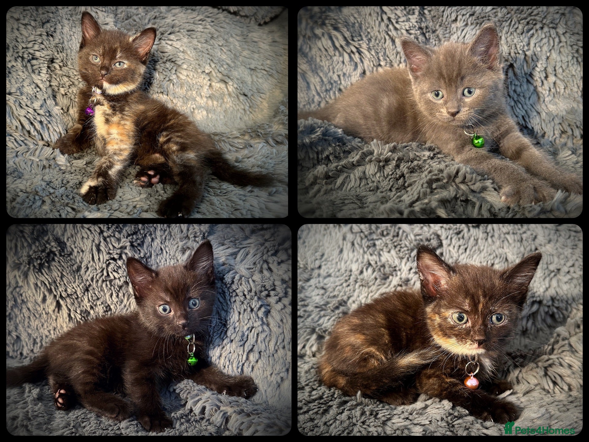 Mixed Breed cats 9 beautiful friendly kittens - Advert 1