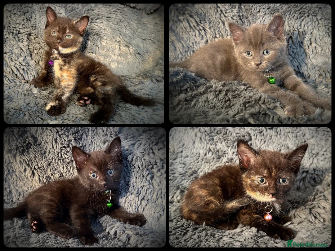 Mixed Breed cats for sale: 9 beautiful friendly kittens - Advert 1