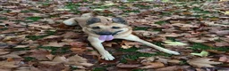 Belgian Shepherd Dog dogs for sale: Winston 3 year old Belgian shepherd  in Ipswich - Advert 5