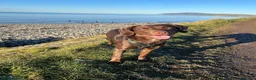Springador dogs for sale: 🐾 Loving Home Wanted for Our Springerdor  - Advert 1