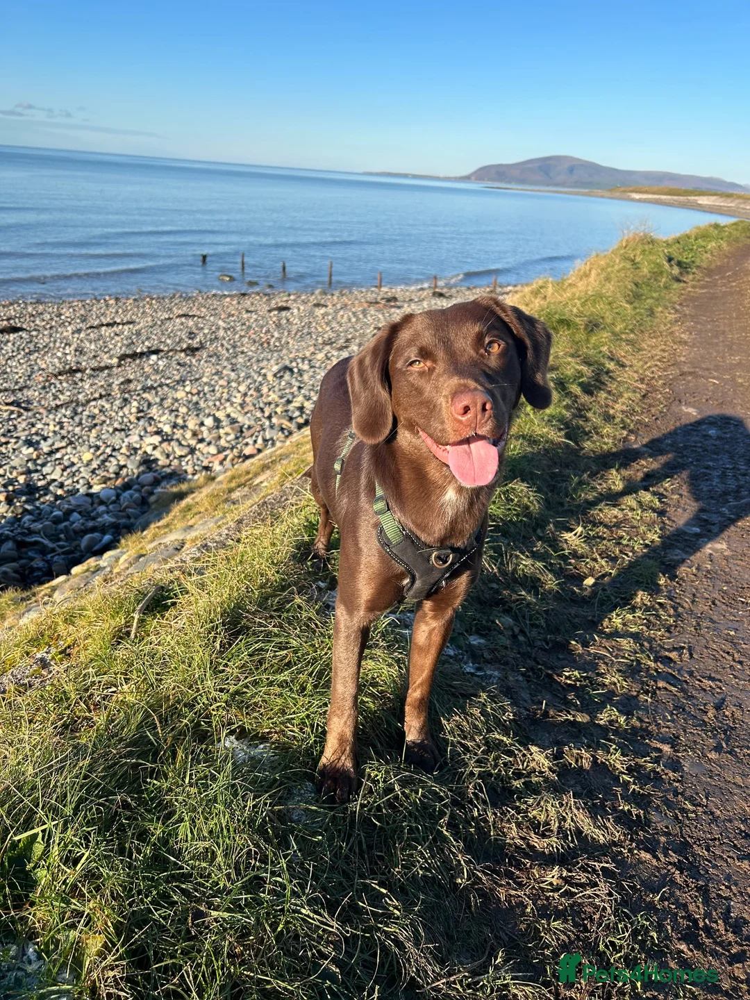 Springador dogs for sale: 🐾 Loving Home Wanted for Our Springerdor  - Advert 1
