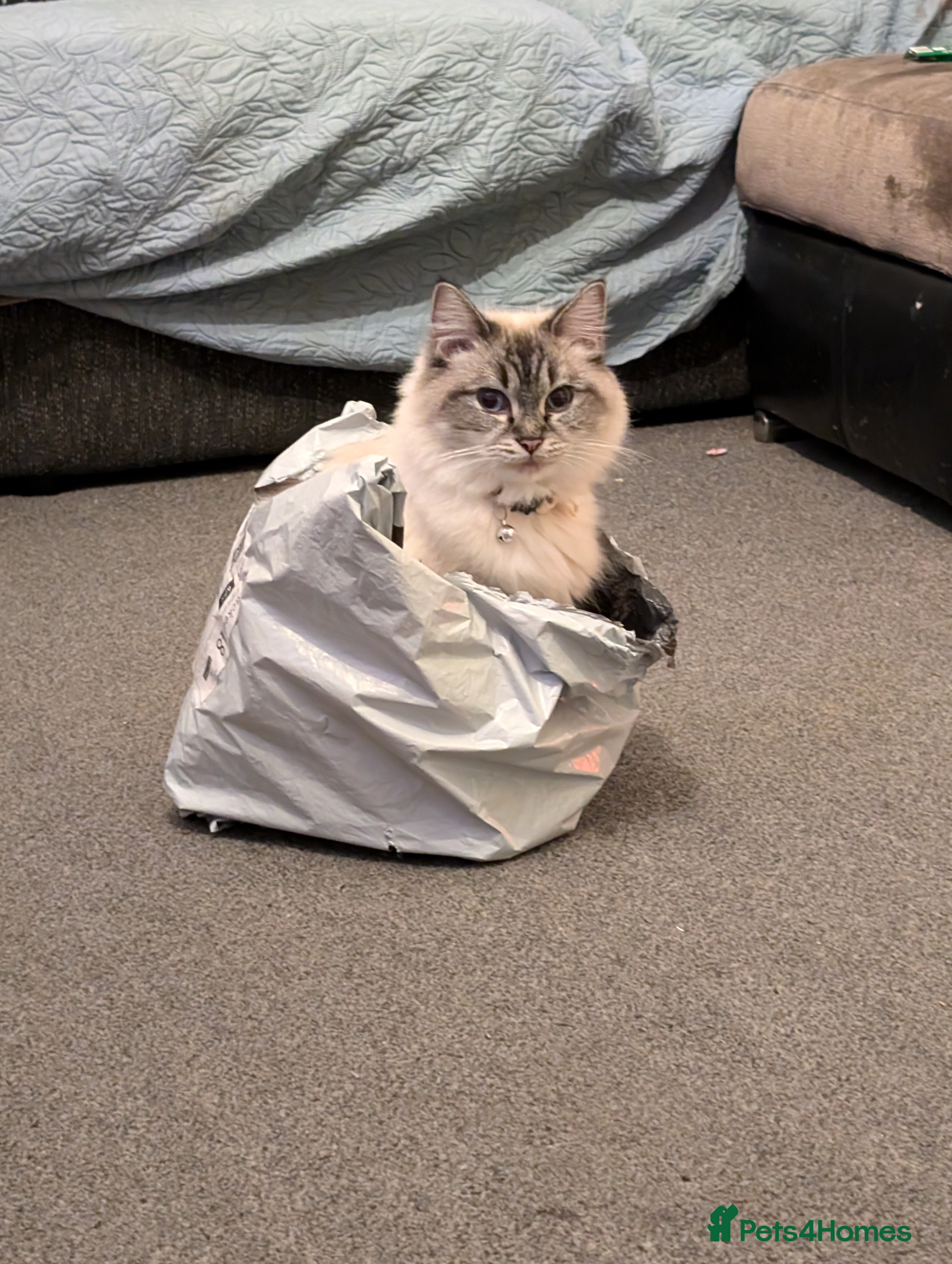 Ragdoll cats Male and female ragdolls - Advert 2