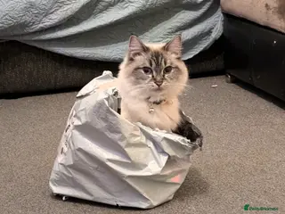 Ragdoll cats Male and female ragdolls - Advert 5