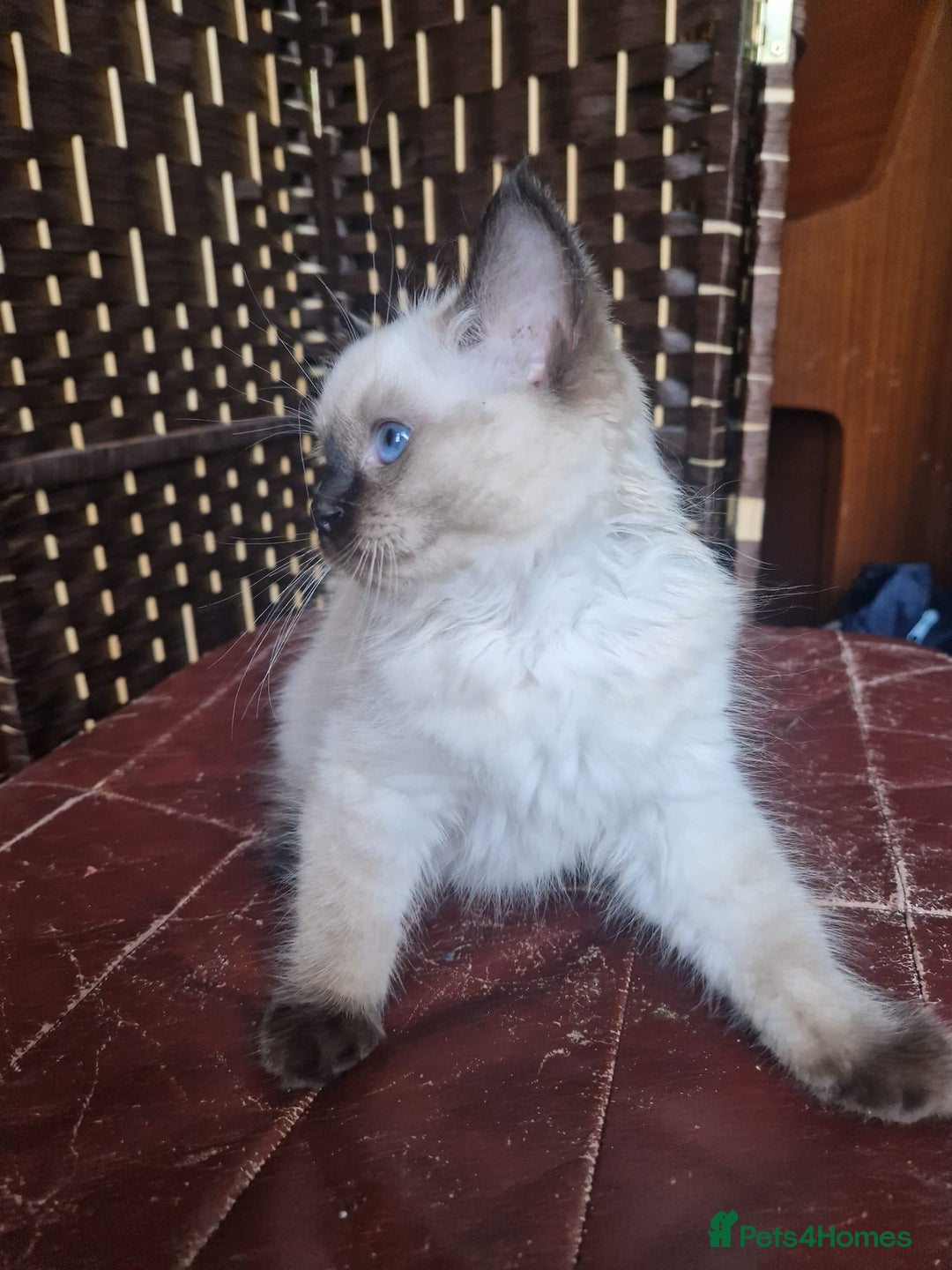 Ragdoll cats for sale: 1 Ragdoll girl left looking for a loving home  - Image 6