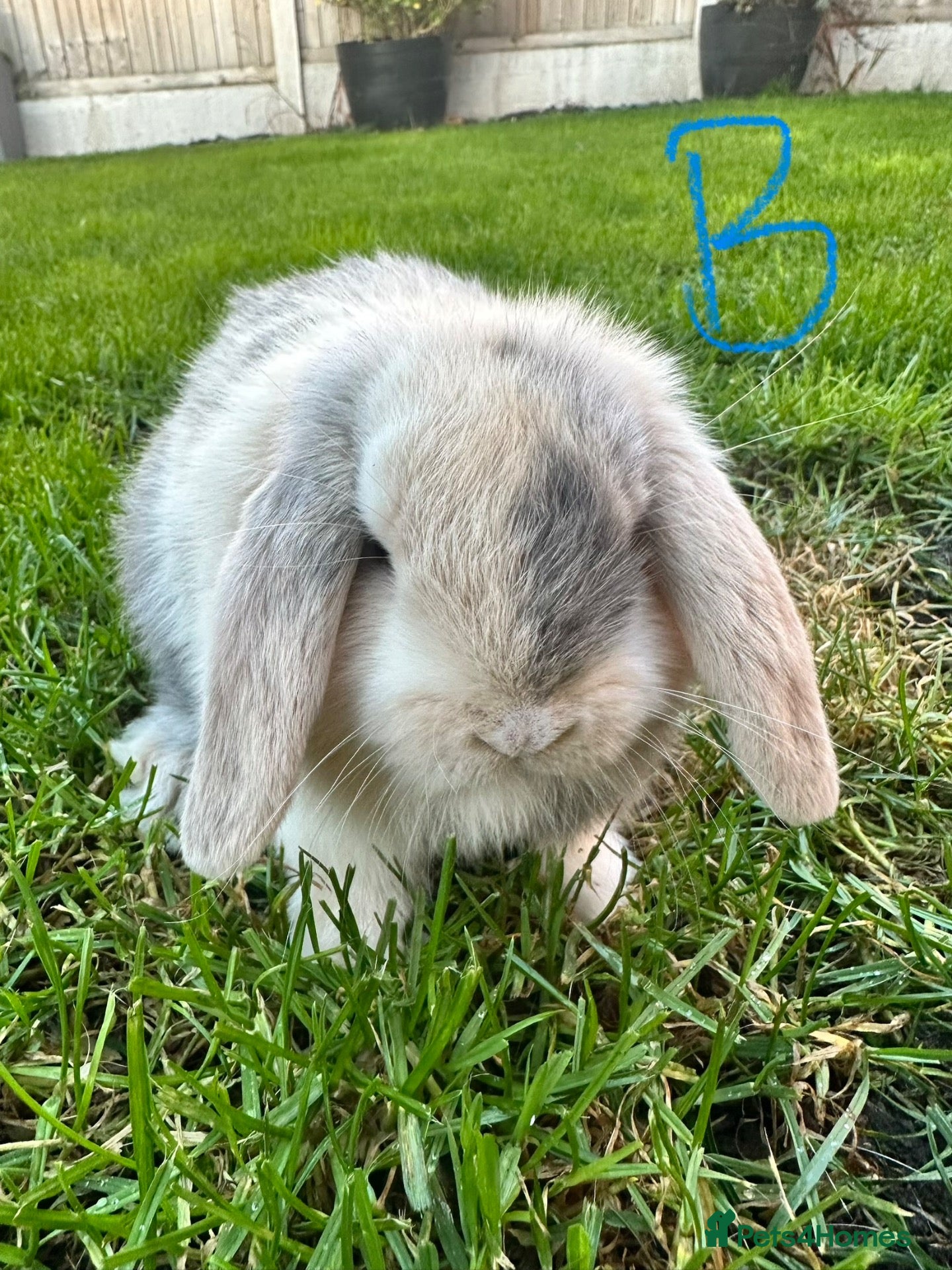 Mini Lop rabbits Mini Lop Rabbits For Sale  - Advert 1