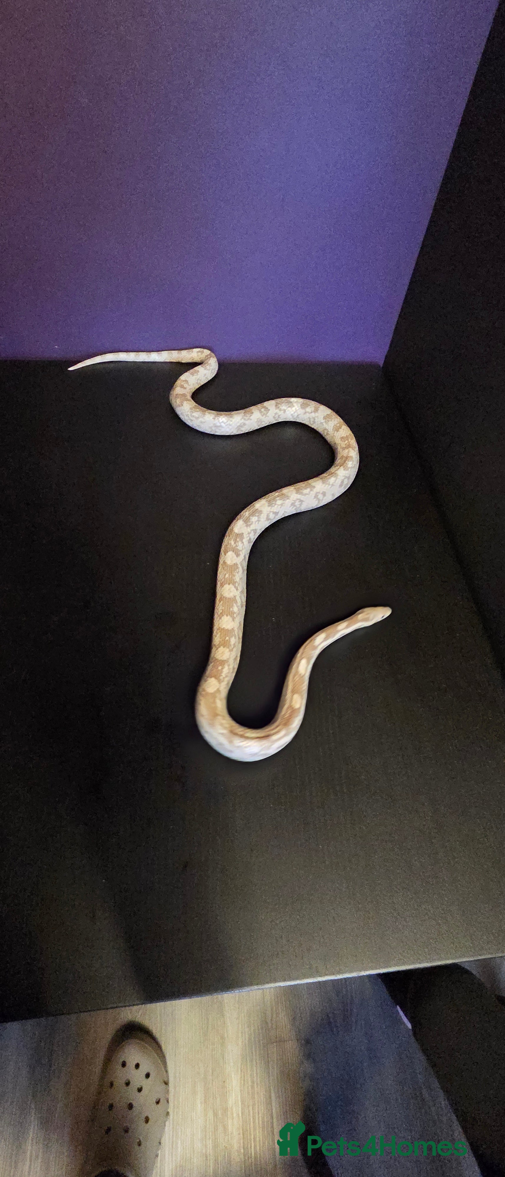 Corn Snake reptiles Cornsnakes normal lavender hypo fire tessera - Advert 5