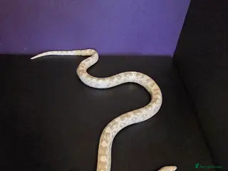Corn Snake reptiles Cornsnakes normal lavender hypo fire tessera - Advert 1