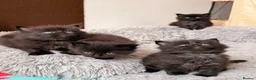 Maine Coon cats for sale: 🐈‍⬛ Maine Coon Kittens 3 Girls and 2 Boys 🐈‍⬛ - Advert 9