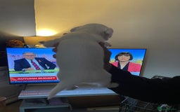 Mixed Breed dogs for sale: Cocker x collie pups  - Image 5