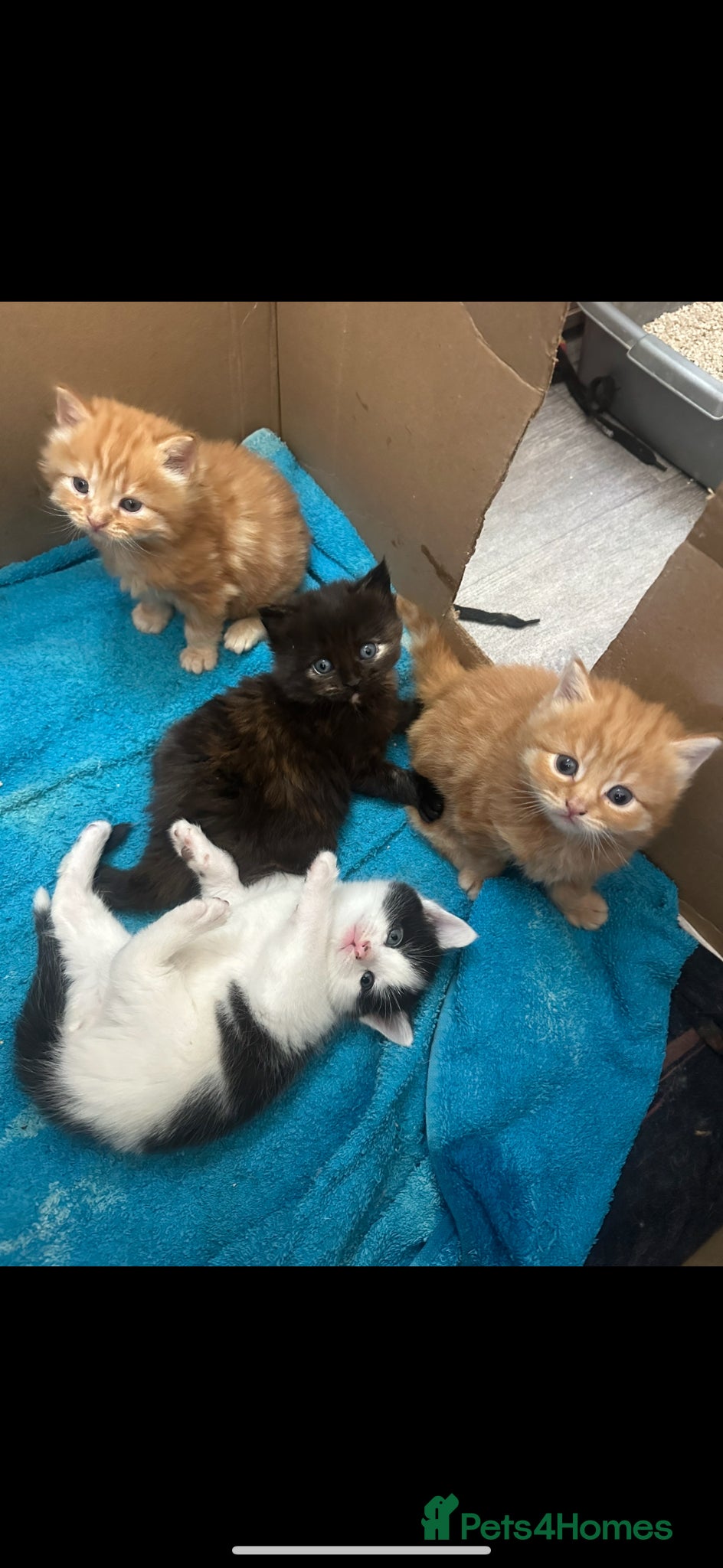 Norwegian Forest Cat cats Kittens for sale - Advert 2