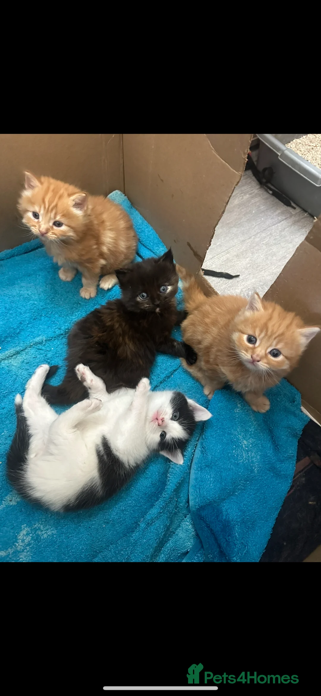 Norwegian Forest Cat cats for sale: Kittens for sale - Advert 1