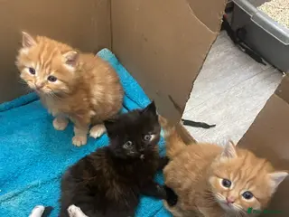 Norwegian Forest Cat cats Kittens for sale - Advert 2