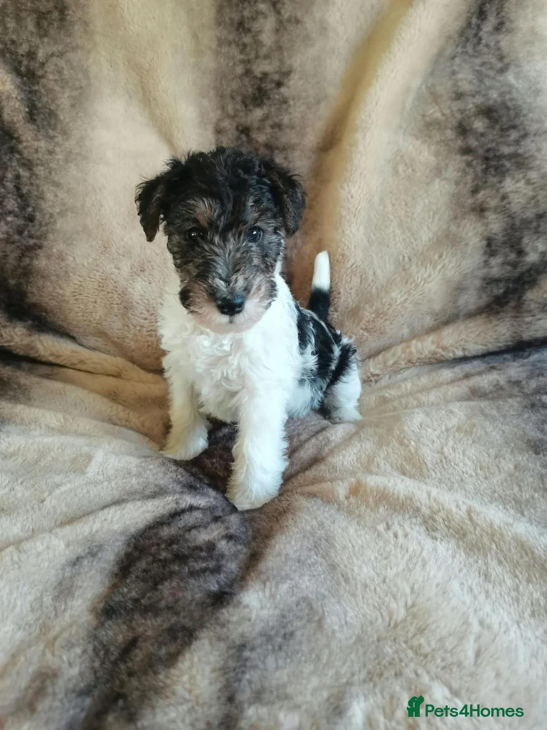 Fox Terrier dogs for sale: Beautiful Wire Fox Terrier Pups Available - Advert 10