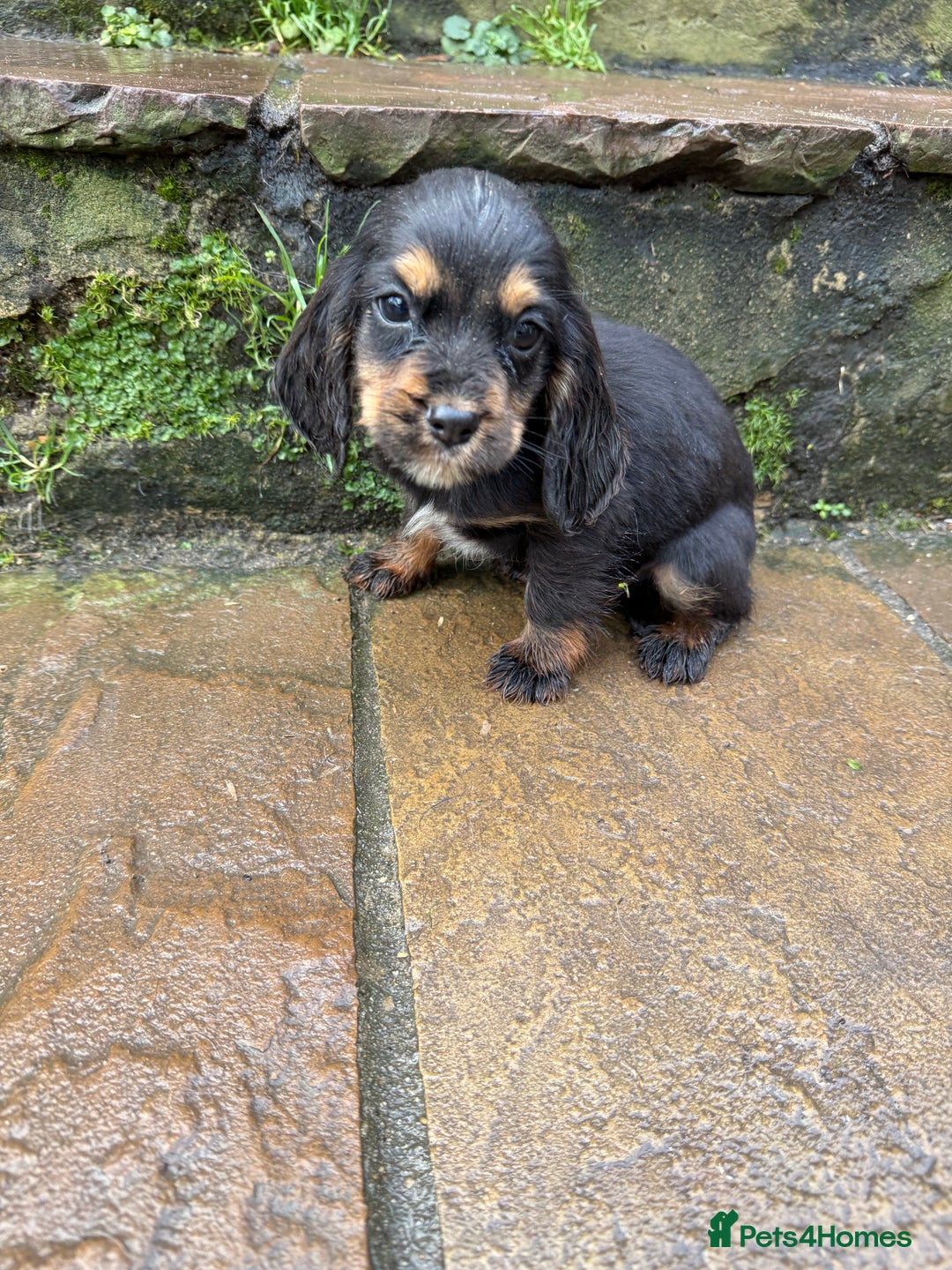 Cocker Spaniel dogs for sale: Ready to leave now! Cocker spaniel puppies  - Advert 8