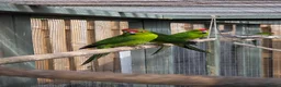 Parakeets birds for sale: Stunning Young Kakarikis For Sale  - Advert 6