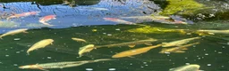 Koi Carp fish for sale: Various koi carp - Advert 7