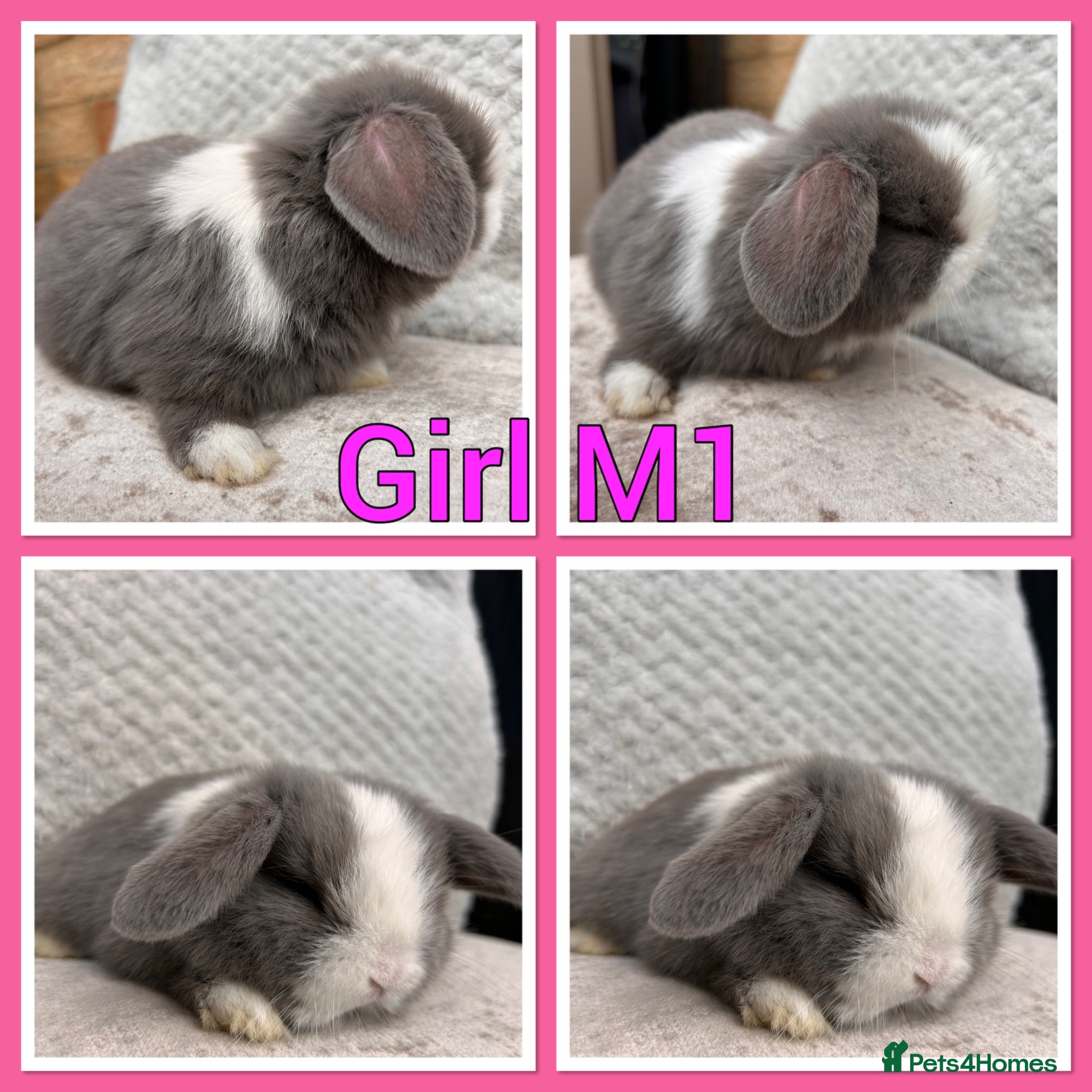 Mini Lop rabbits Mini lop babies  - Advert 2