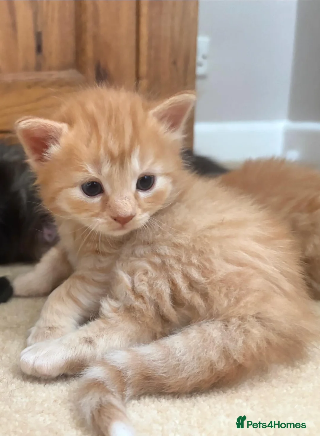 British Longhair cats for sale: Gorgeous kittens for sale - Advert 7