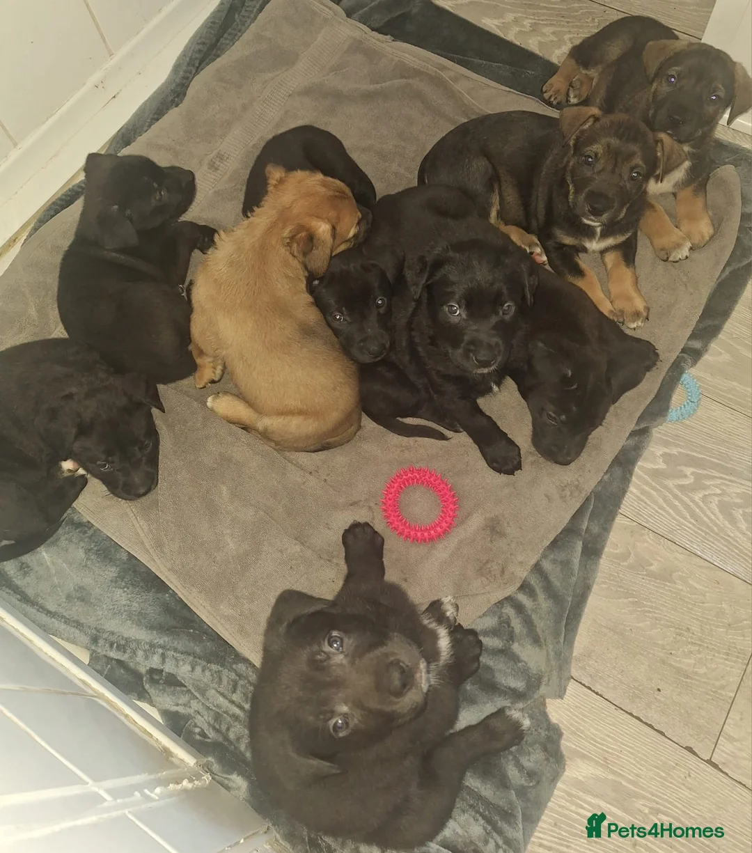 Mixed Breed dogs for sale: Cane corso x German shepherd pups  in Ammanford - Advert 2