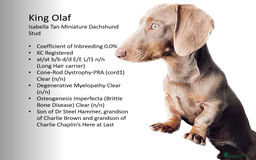 Miniature Dachshund dogs for sale: READY NOW ISABELLA MINIATURE DACHSHUND PUPPIES - Image 14