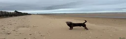 Labrador Retriever dogs for sale: Silver Labrador - fantastic dog  in Doncaster - Advert 1