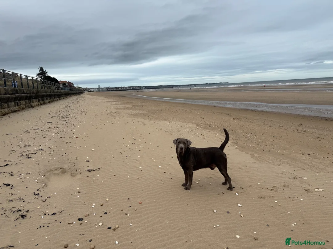 Labrador Retriever dogs for sale: Silver Labrador - fantastic dog  in Doncaster - Advert 1