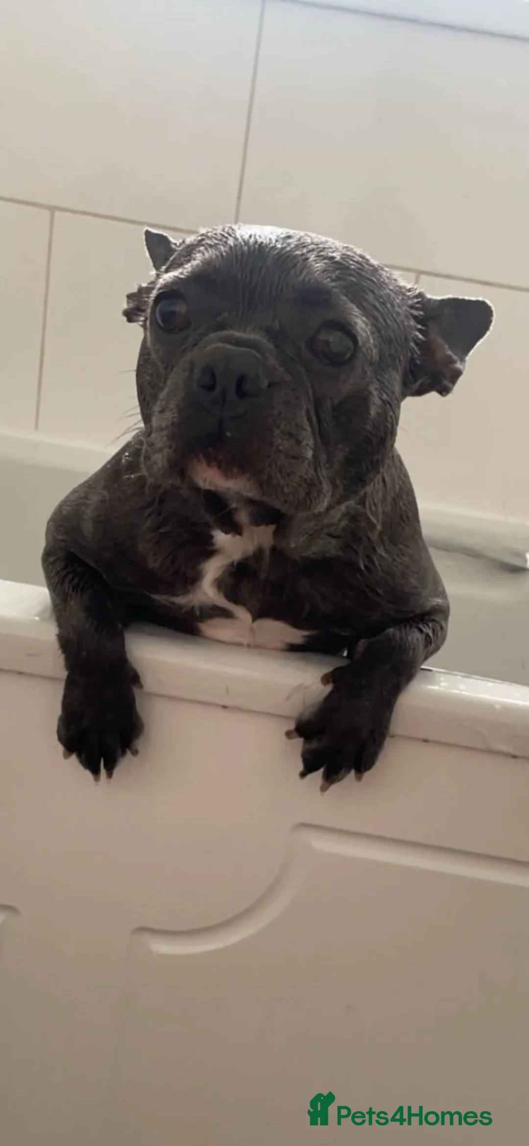 Mixed Breed dogs for sale: Peanut - Advert 2