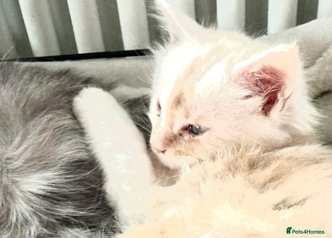 Maine Coon cats for sale: Superb full pedigree Maine Coon Kittens  - Advert 2