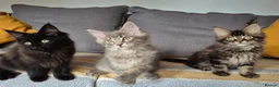 Maine Coon cats for sale: Maine coon kittens  - Advert 17