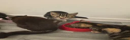 Mixed Breed cats for sale: Beautiful  - Advert 8