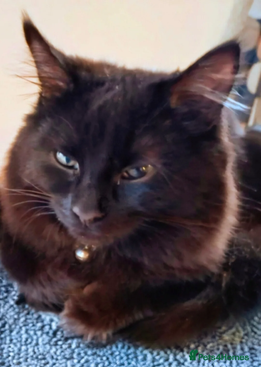 Domestic Shorthair cats for adoption: Lovely Bonded Pair looking for a very special home - Advert 3
