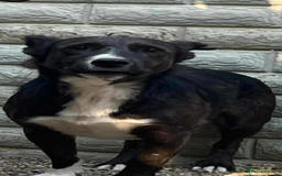 Mixed Breed dogs for adoption: Ronnie 3year old Romanian rescue  - Image 4