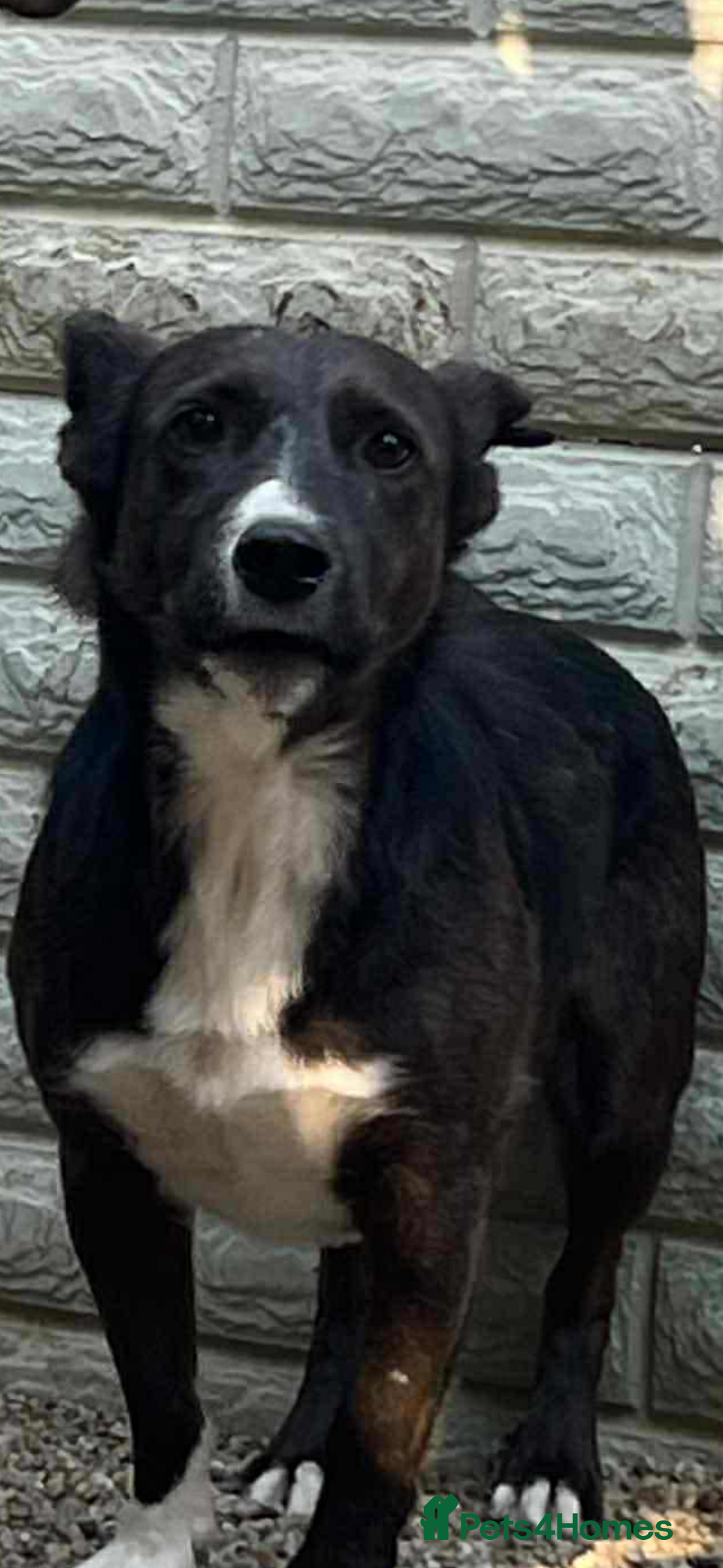 Mixed Breed dogs for adoption: Ronnie 3year old Romanian rescue  - Image 4