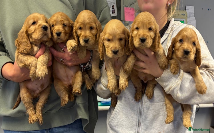 Cocker Spaniel dogs - Advert 16