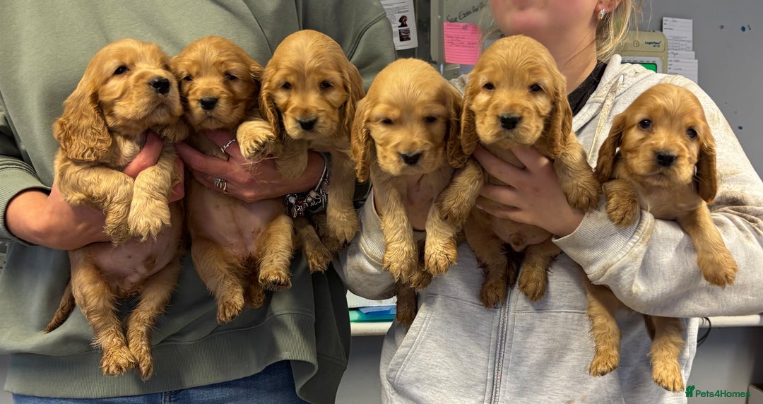 Cocker Spaniel dogs for sale: Beautiful KC Show Cocker Spaniels💙🩷 - Image 1
