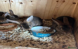 Rex rabbits for sale: Mini Caster rex - Image 9