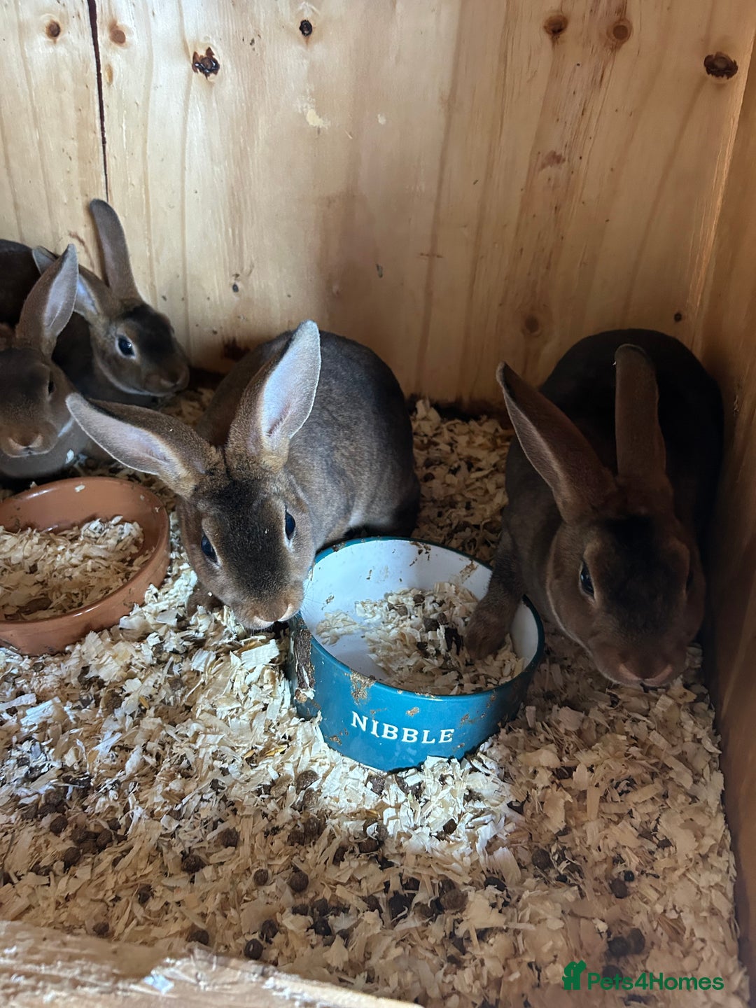 Rex rabbits for sale: Mini Caster rex - Image 9