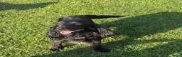 Cockapoo dogs for sale: Our Beautiful Cockapoo Puppys ❤️ - Advert 10