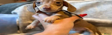Miniature Dachshund 3
