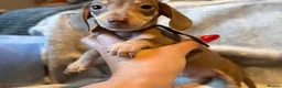 Miniature Dachshund dogs for sale: Bundles of Joy in Peterborough - Advert 2